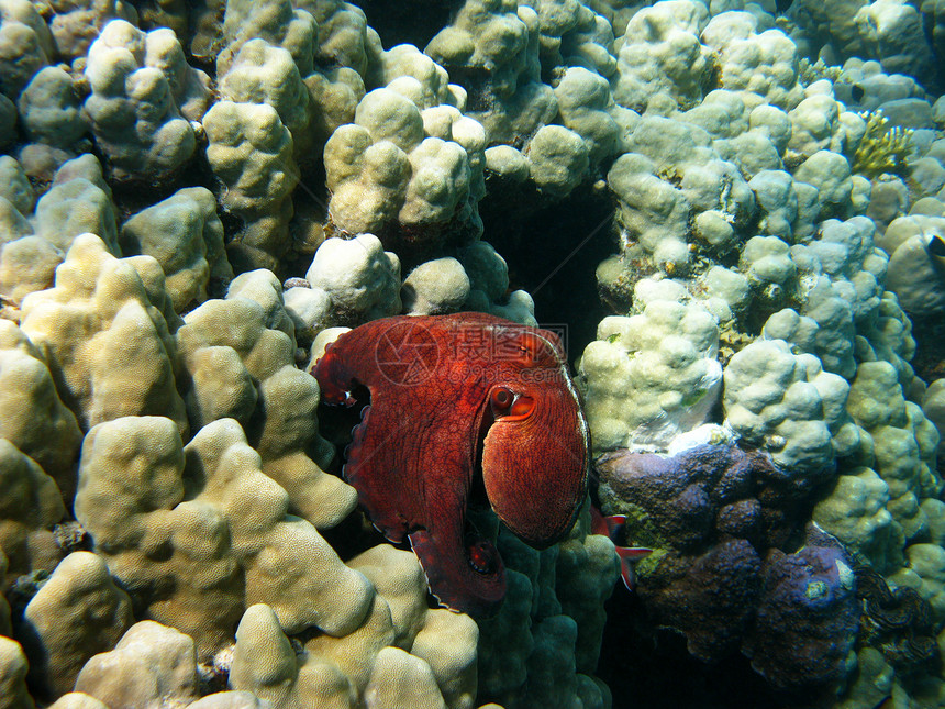 章鱼和珊瑚礁热带浮潜情调防御野生动物游泳珊瑚动物海洋动物群图片