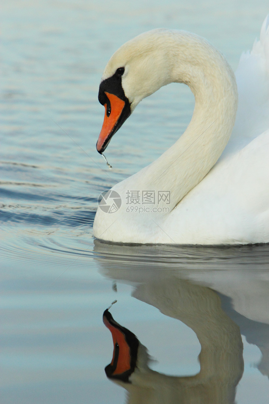 天鹅羽毛反射池塘白色野生动物图片