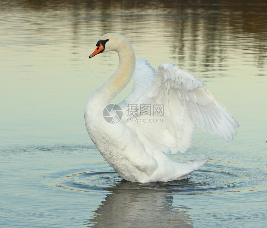 黄昏时天鹅池塘反射野生动物白色羽毛图片