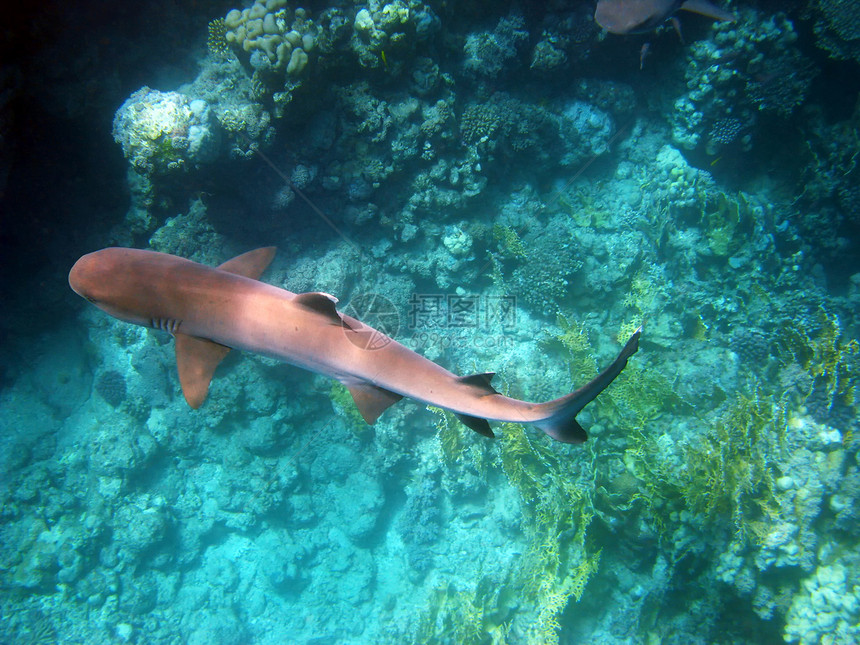 红海白礁鲨鱼图片