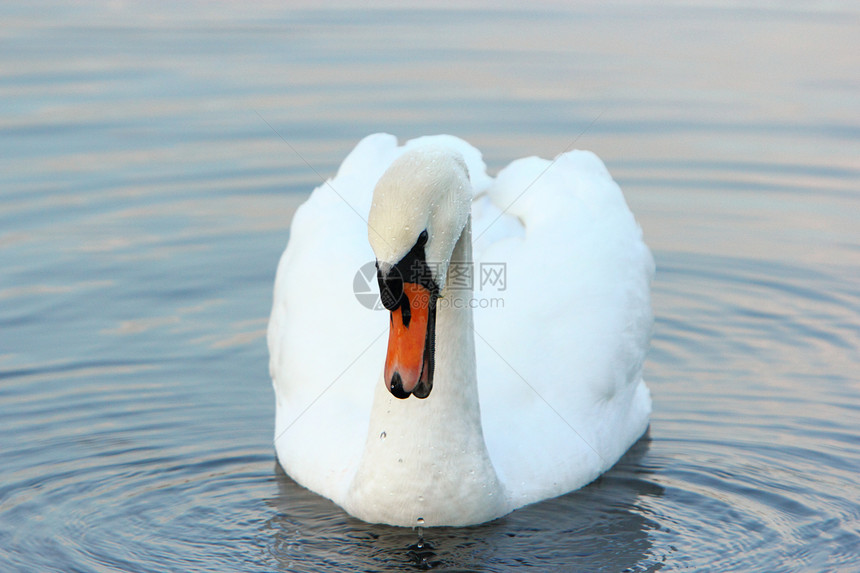 天鹅池塘羽毛反射野生动物白色图片
