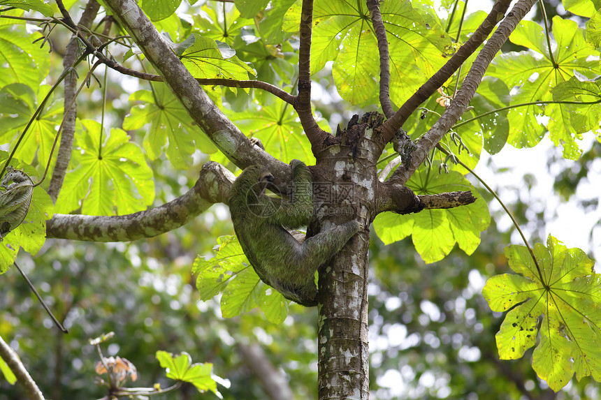 一个三趾洞国家野生动物树懒公园丛林濒危热带运动脚趾毛皮图片