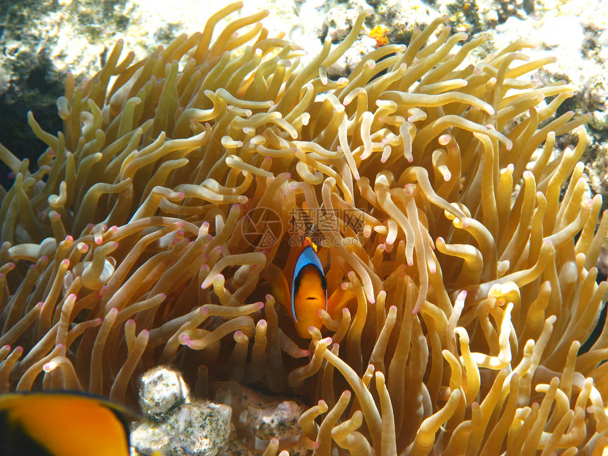 双带两带的小丑鱼和海葵热带珊瑚浮潜动物两栖野生动物海洋假期动物群异国图片