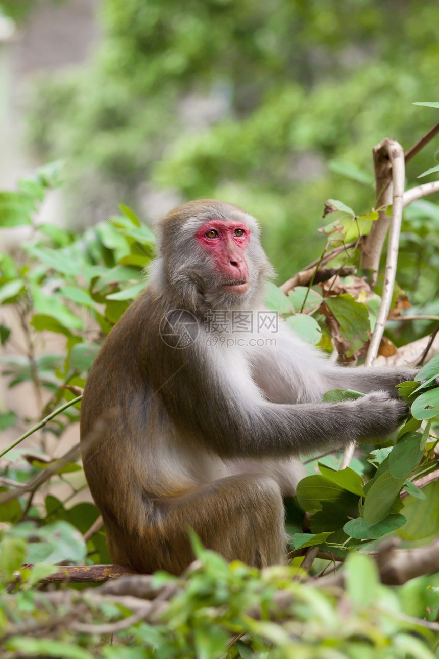 猴子猿吃种子图片