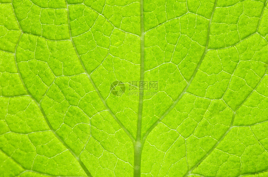自然树叶天然背景植物群脉络生长生态绿色线条植物生活环境光合作用图片
