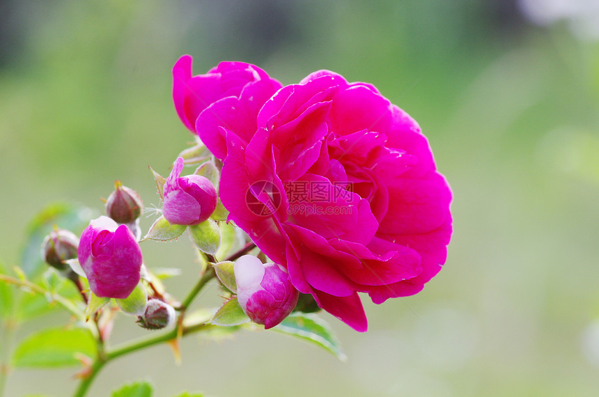 玫瑰花植物群衬套植物花粉玫瑰辉光生长花园环境植物学图片