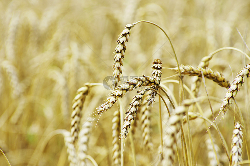 金金小麦面粉食物麦田种子玉米生产谷物收成粮食季节图片