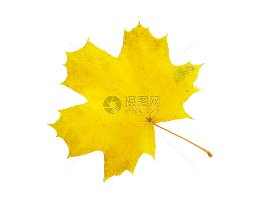 秋叶白色季节季节性树木橙子植物学黄色叶子公园落叶图片