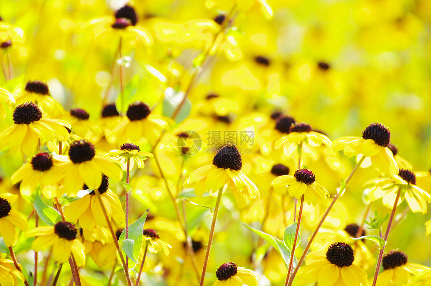 田地上花朵日落花粉花园香味花瓣生长辉光植物群场地环境图片