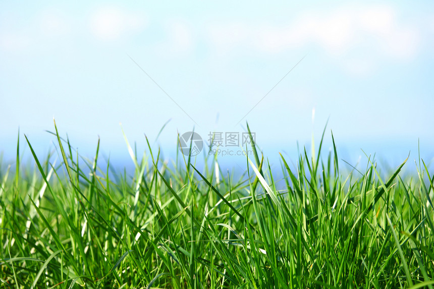 绿绿草环境阳光农场天气蓝色太阳植物季节土地牧场图片