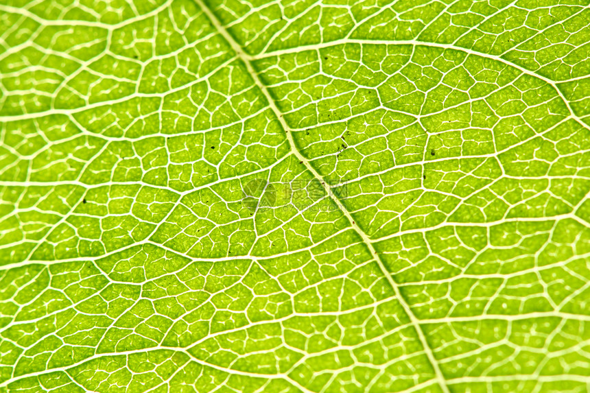 绿叶植物群情调阳光生活网格宏观植物学生长植物森林图片