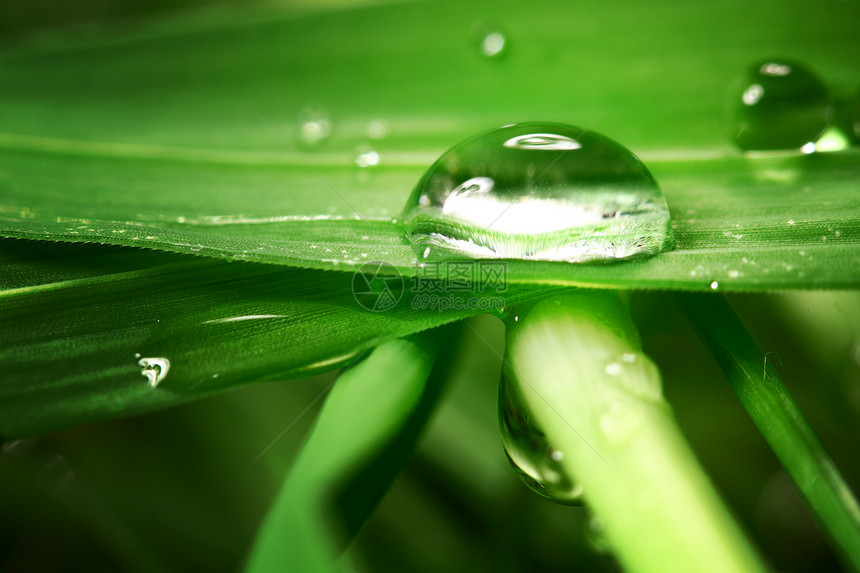 草地上滴水生活环境阳光气候反射雨滴草本植物叶子植物花园图片