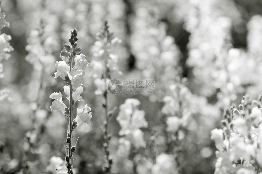 在泰国北部美丽的粉红花朵季节宏观场地生长太阳明信片紫色妈妈花店花园图片