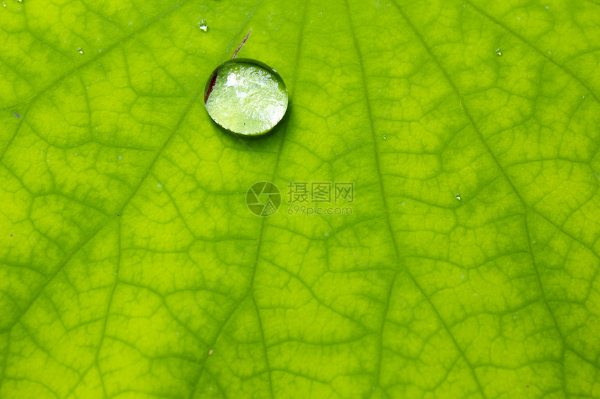 新鲜绿叶上的水滴热带植物群宏观花园环境植物情调叶子反射异国图片