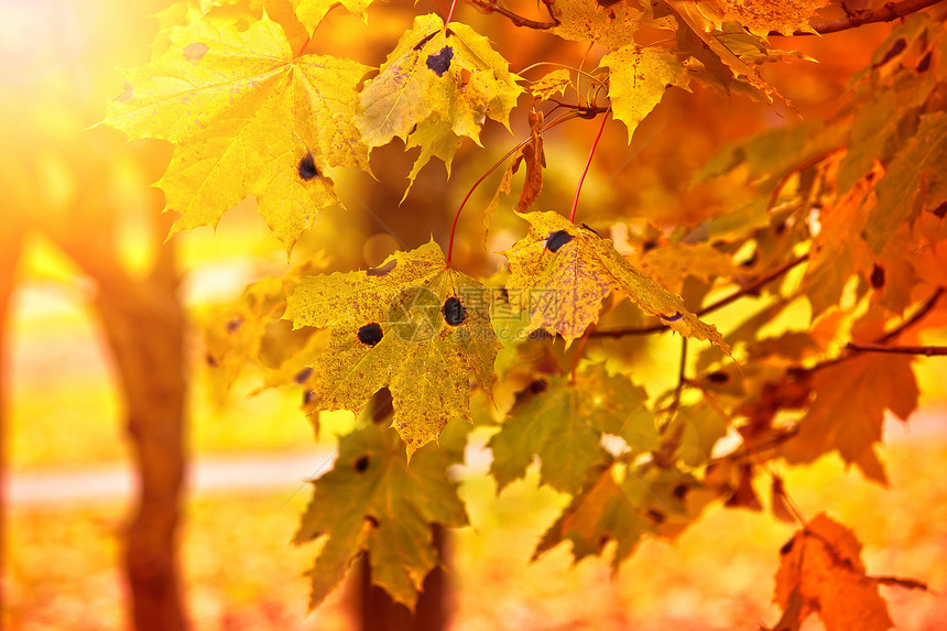 色彩多彩的叶子蓝色库存橡木版税背景分支机构晴天季节橙子风景图片