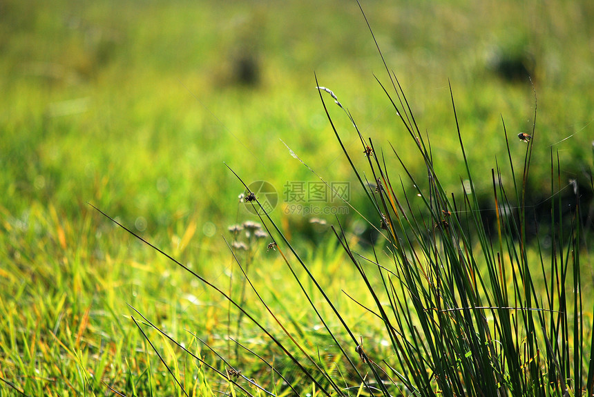 夏季绿色草原农村自由场地太阳草地公园场景幸福季节晴天图片
