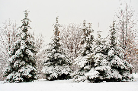 雪中的fir树森林针叶背景图片