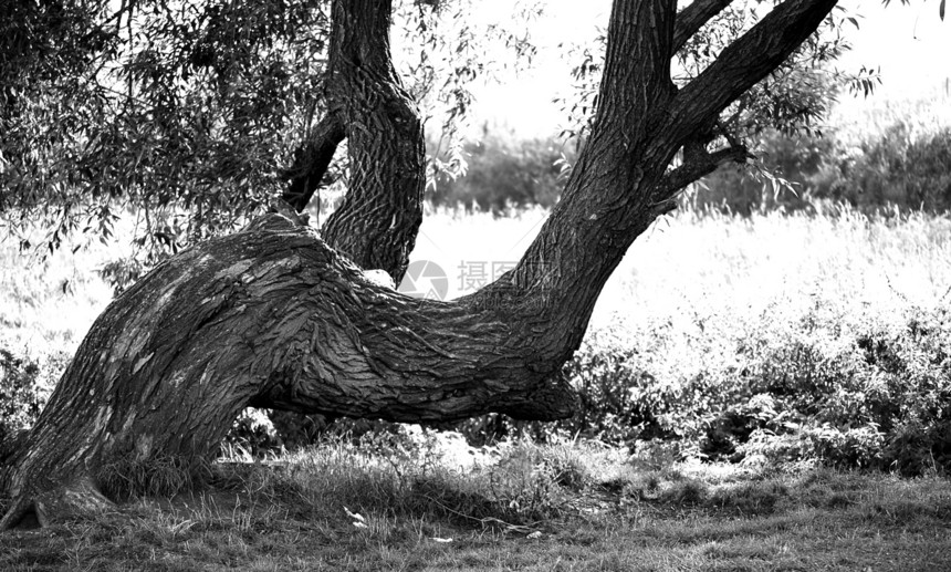 古老的弯曲的树图片