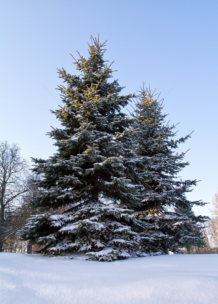 满是雪雪的fir树暴风雪森林水晶城市天空木头蓝色寂寞枞树针叶图片