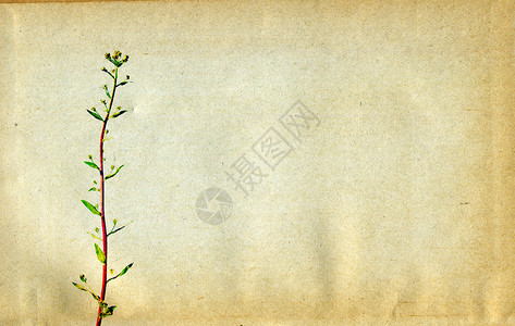 褐色植物框架条件背景裂缝手稿床单棕褐色文档莎草扫描笔记羊皮纸帆布背景