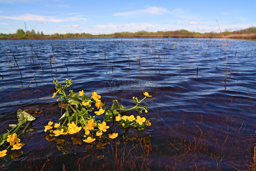表层湖上的黄色花朵图片