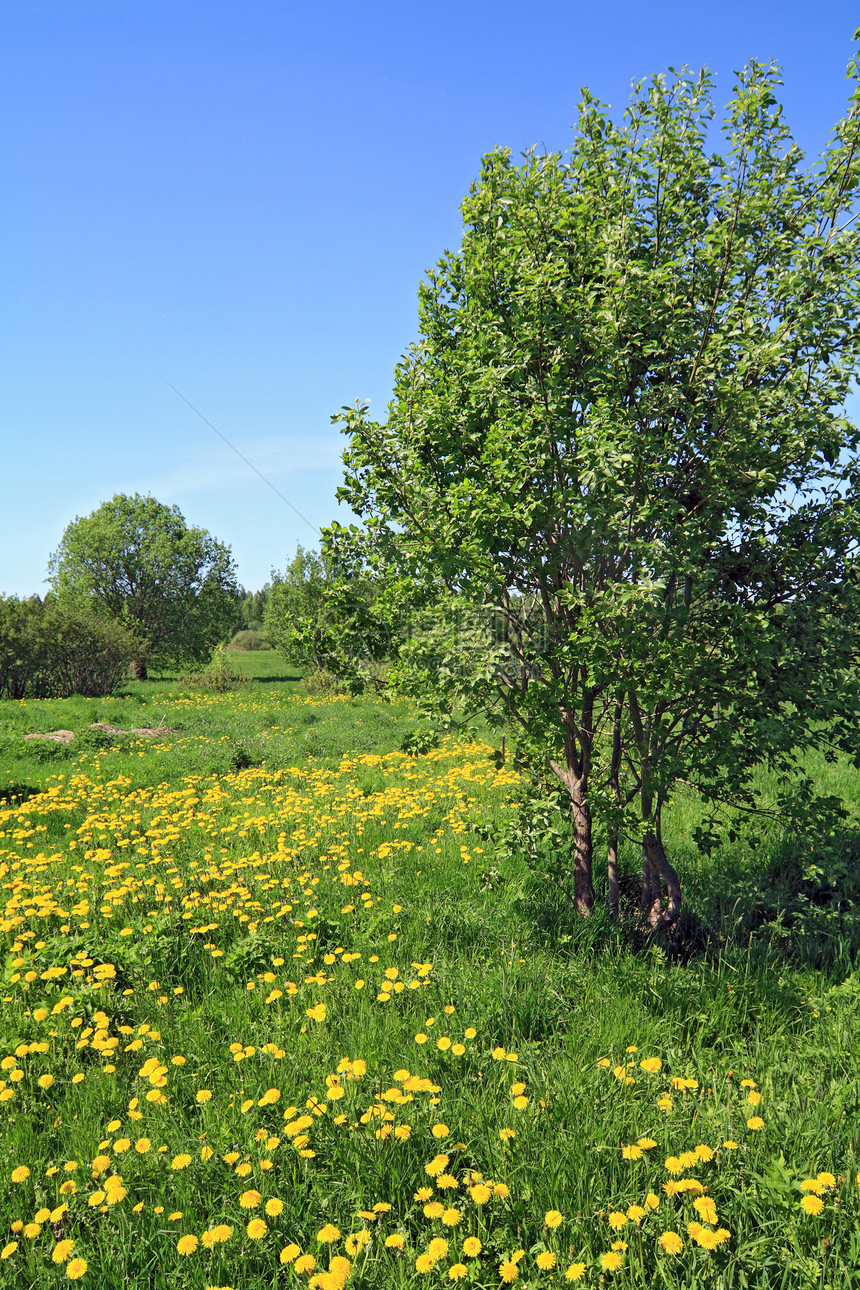 木材中的花粉植物叶子后代种子草地杂草自由场景生长生活图片