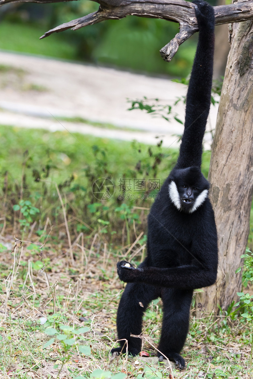 白色黑猩猩猩猩俘虏原始人绿色黑色长臂猿猿猴丛林少年图片