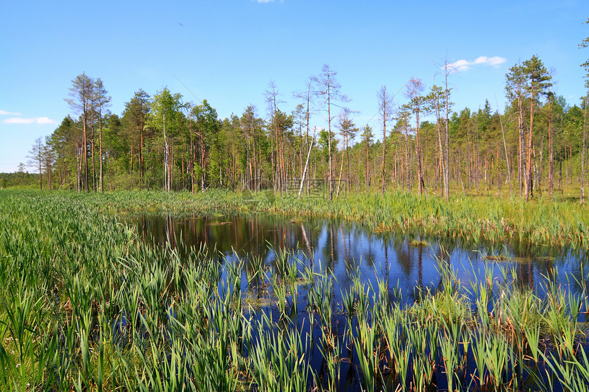 木材湖松树风景天空公园反射木头场景池塘湿地沼泽图片