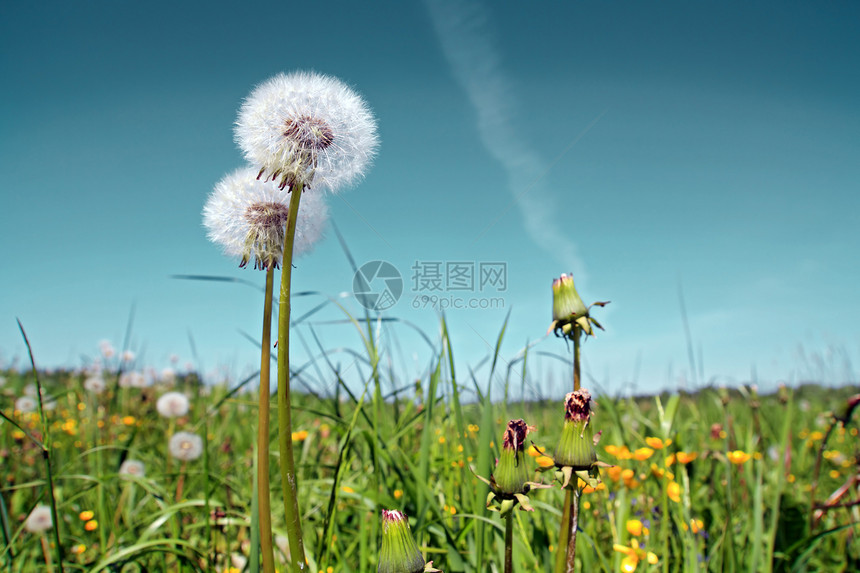 夏季田地上的白花草地植物学自由种子柔软度植物蓝色生活网络天空图片