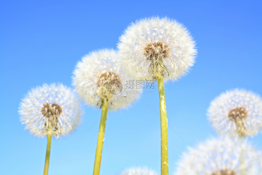 蓝色背景上的白花色柔软度天空生活自由叶子飞行种子草本植物杂草场景图片