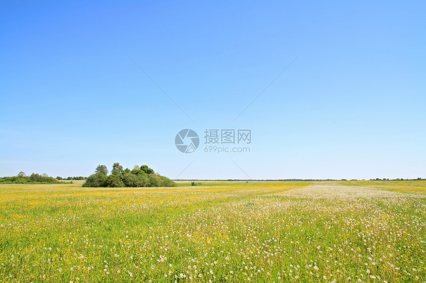 夏季田地上的白花场景后代生长植物草本植物柔软度自由生活种子叶子图片