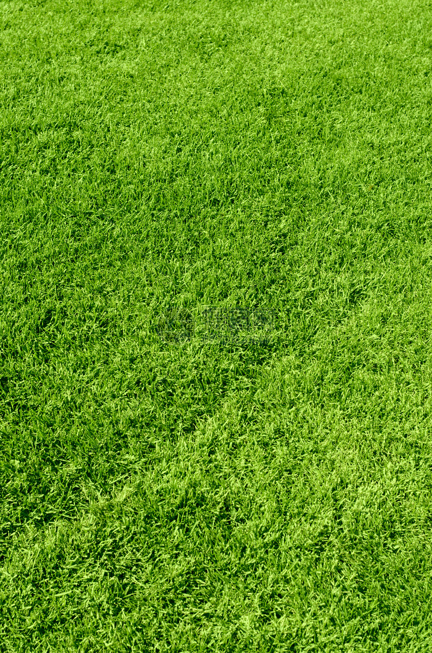 绿色绿草质绿色植物院子草皮框架环境蓝色土地植物生长公园图片