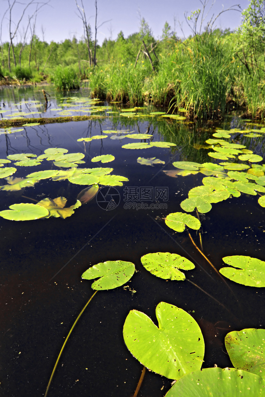 湖边水百合板公园叶子树叶荒野生长环境远景植物群风景季节图片