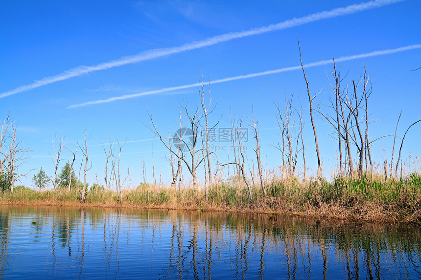 沿海河上的干树风景植物群环境远景草地反射荒野蓝色海滩生态图片