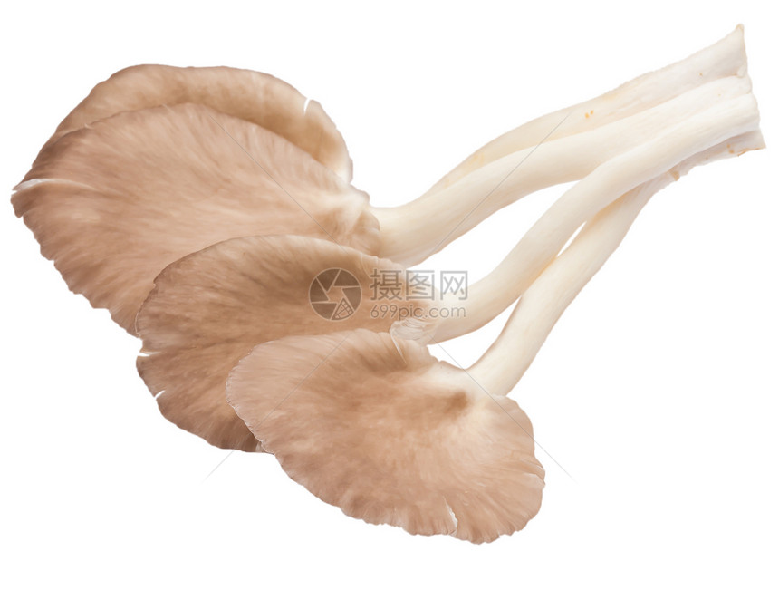 白色背景的孤立蘑菇收据营养师餐厅农业生物美食团体杂货店棕色蔬菜图片