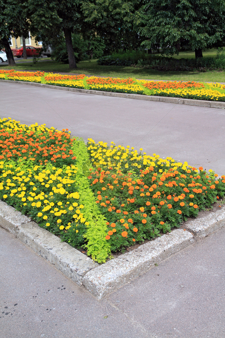 镇公园草原百合草皮植物水仙花场景蓝色园艺玫瑰雏菊财富图片