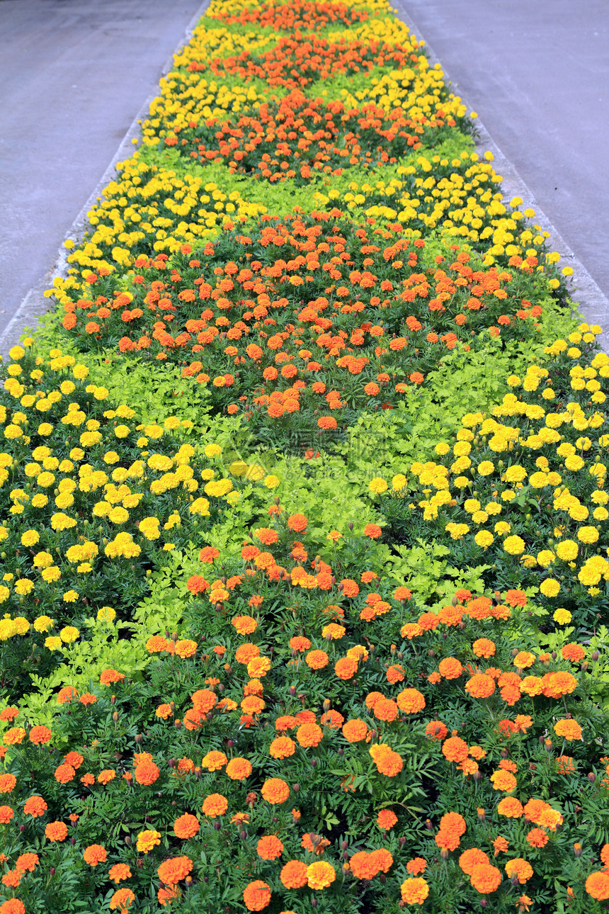 镇公园草原生长场地场景水仙花蓝色大厦草皮植物百合雏菊图片