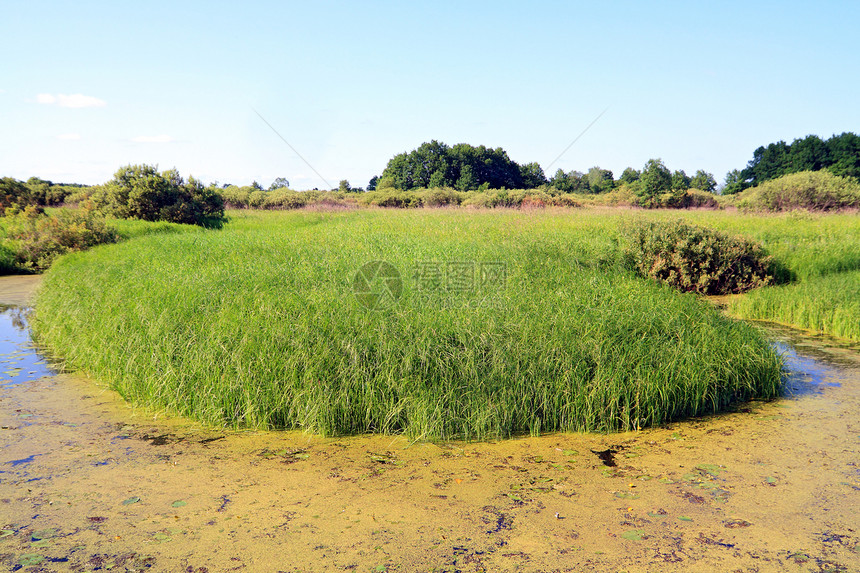 沼泽中的绿岛图片
