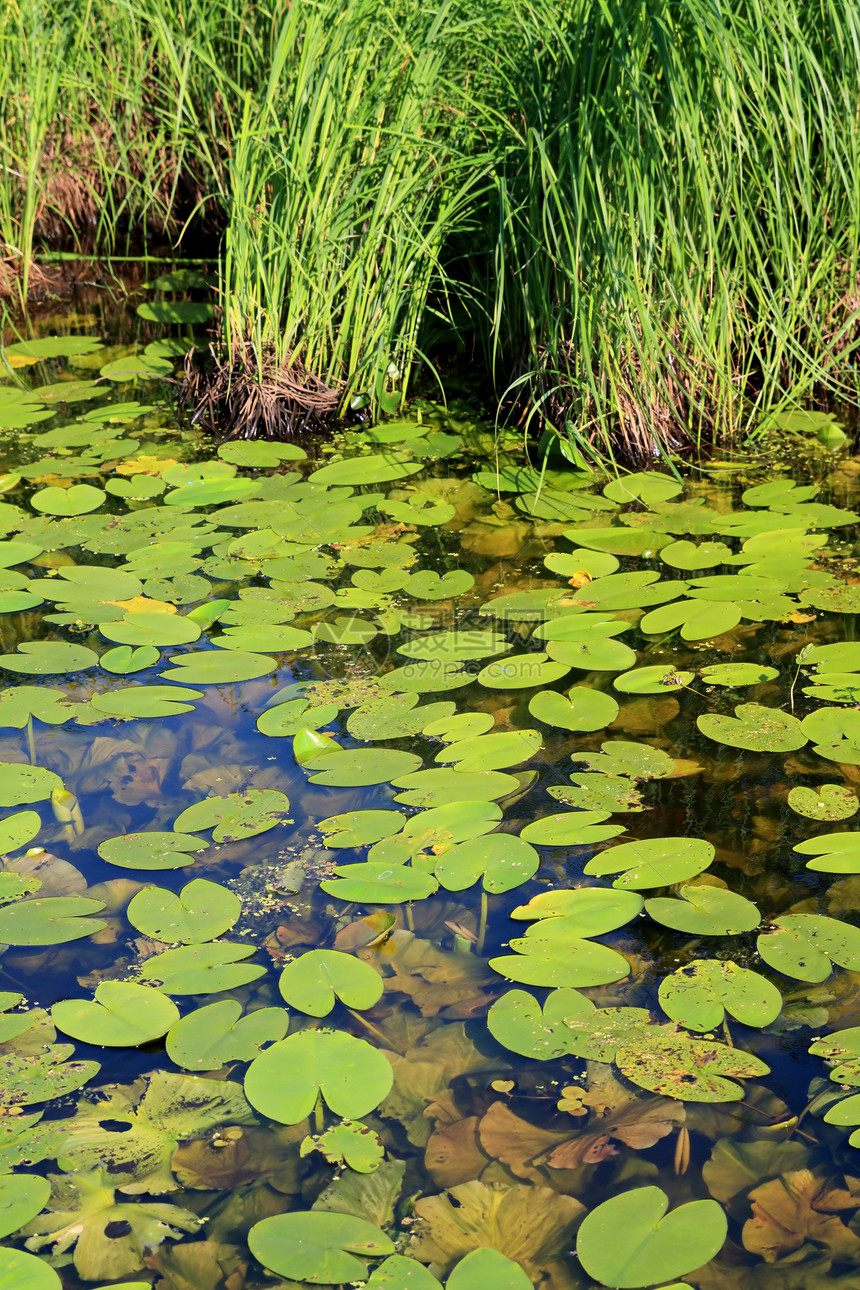 木质沼泽中含水的李子图片