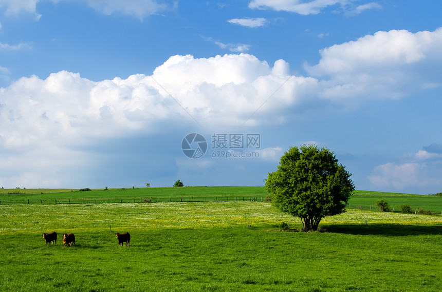 草原上的树天气乡村场地国家草地环境季节阳光晴天土地图片