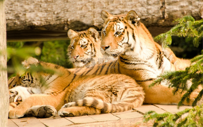老虎们动物猎人丛林条纹猫科哺乳动物食肉危险动物园打猎图片