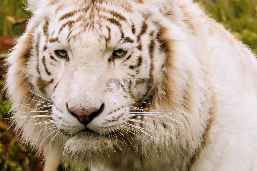 白老虎眼睛荒野野猫危险食肉捕食者愤怒动物动物园猫科图片