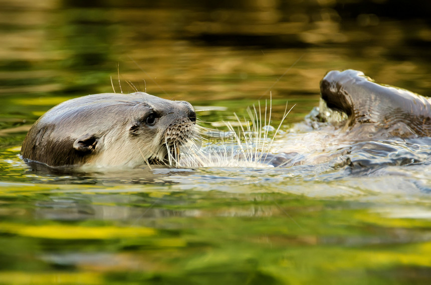 水眼海洋野生动物动物群水獭食肉动物胡须鼻子荒野毛皮图片