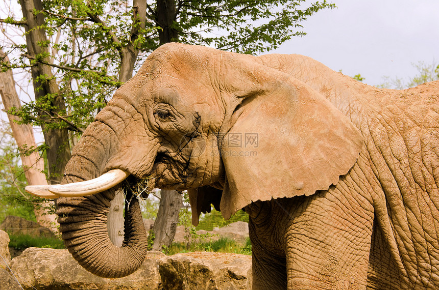 非洲大象领导者象牙荒野生活鼻子树干白色动物耳朵图片