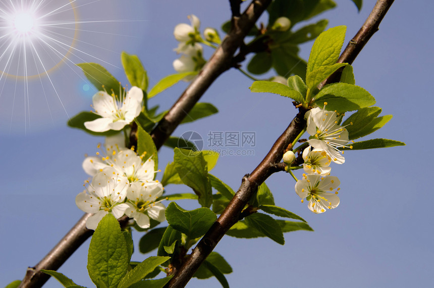 梅花的花朵图片