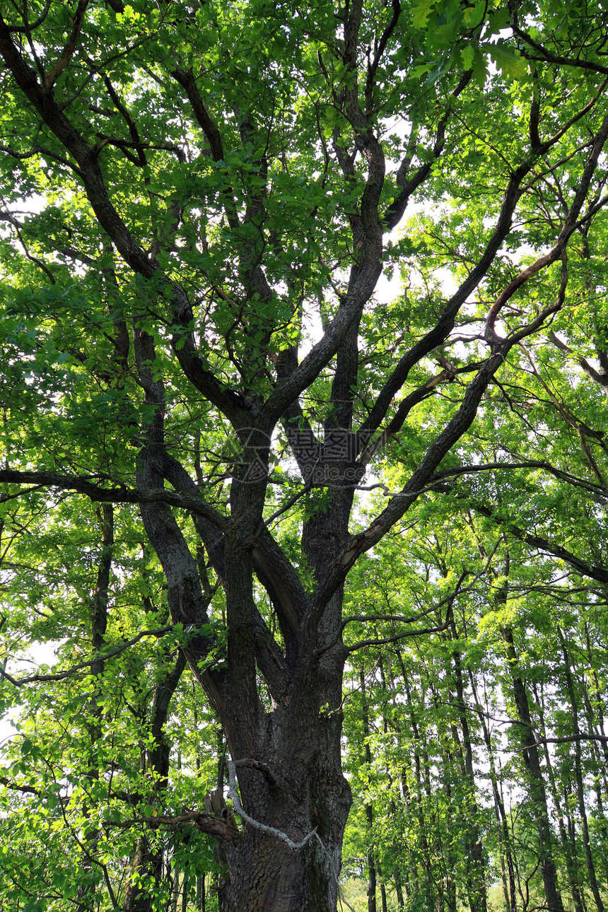 橡木的树枝城市环境生长力量公园树干美丽木头植物阳光图片