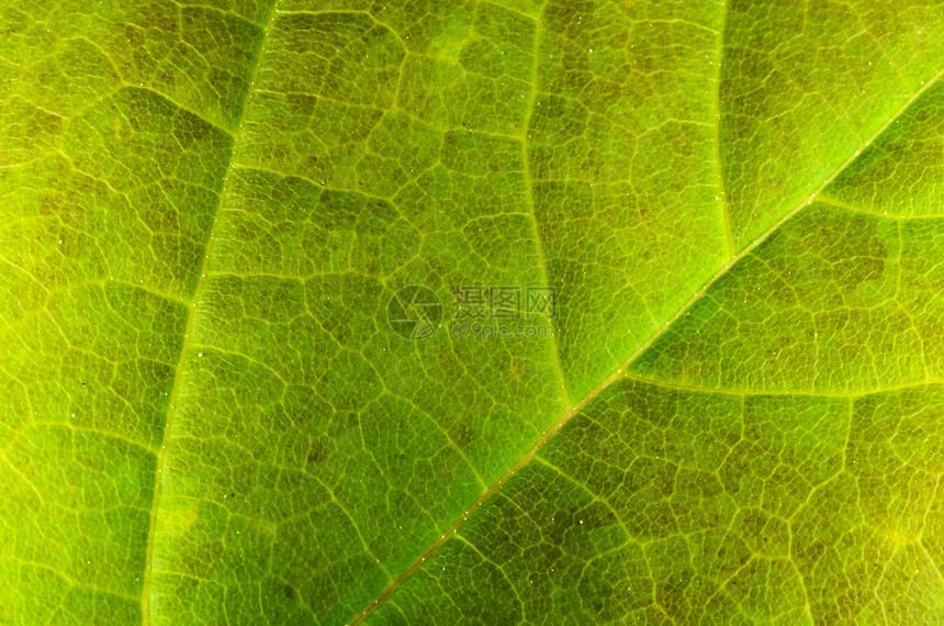 绿叶森林树叶植物季节绿色环境图片