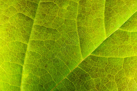绿叶森林树叶植物季节绿色环境背景图片