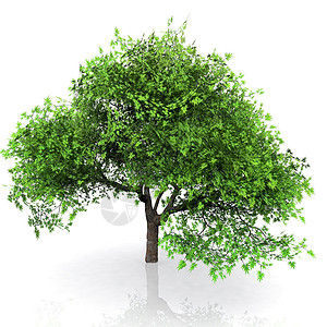 绿树绿色树干植物植物群环境叶子插图蔬菜背景图片