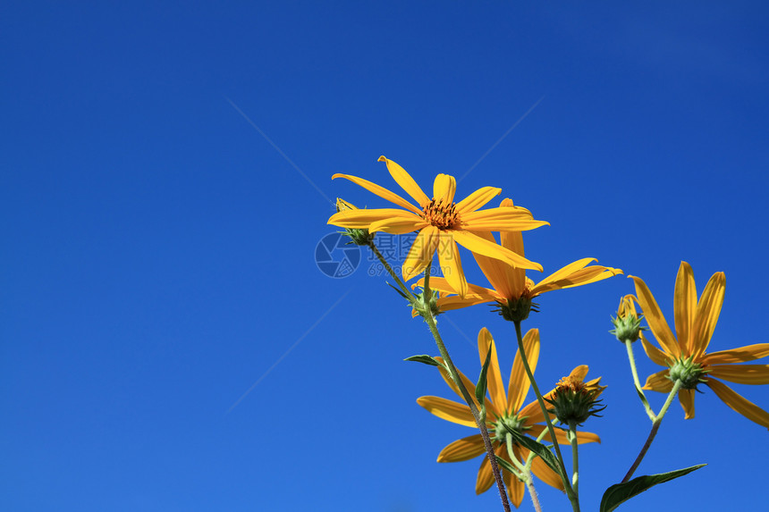 天边的黄黄色花朵生物学植物学蓝色菊花植物花园细胞花粉阳光礼物图片